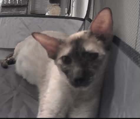 Chili - Oriental Shorthair Queen