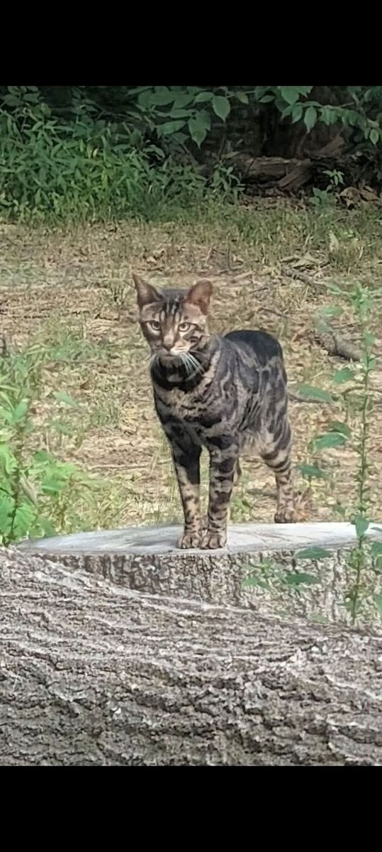Siamese cat relaxing
