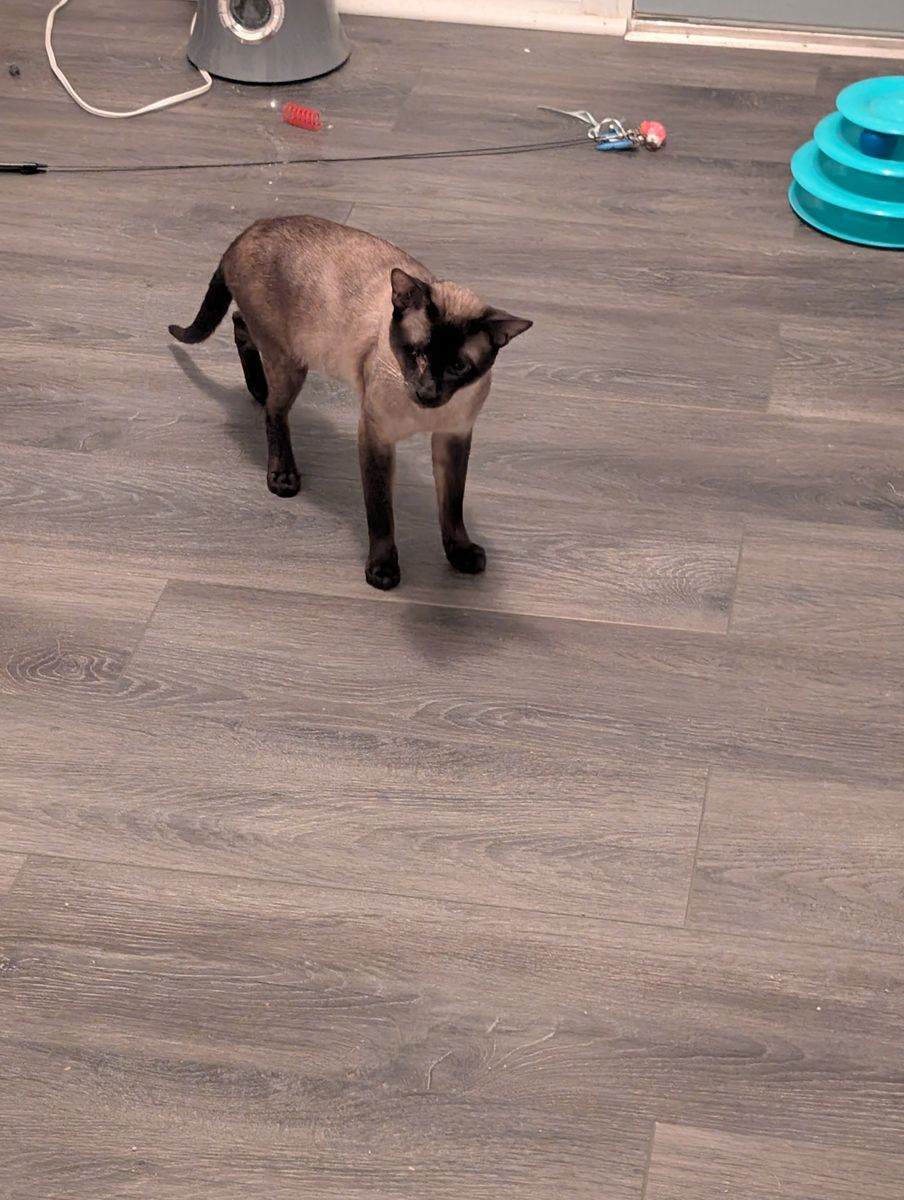 Samurai - Seal Point Siamese